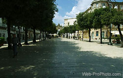 (2) 街路樹 (Martina Franca)